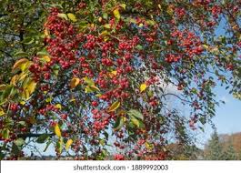 Attēlu rezultāti vaicājumam “Malus mandshurica”