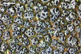 Attēlu rezultāti vaicājumam “Cliostomum corrugatum”