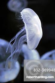 Attēlu rezultāti vaicājumam “Aurelia aurita”