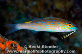 Image result for Parupeneus cyclostomus