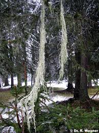 Attēlu rezultāti vaicājumam “Evernia divaricata”