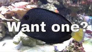 Image result for Ctenochaetus hawaiiensis