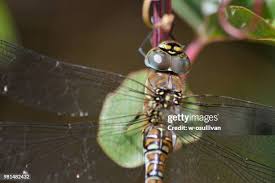 Attēlu rezultāti vaicājumam “Aeshna mixta female”