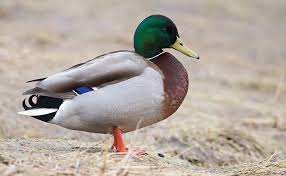 Attēlu rezultāti vaicājumam “Anas platyrhynchos male”
