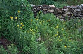 Attēlu rezultāti vaicājumam “Erysimum hieracifolium”