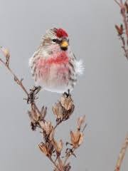Attēlu rezultāti vaicājumam “Carduelis flammea female”