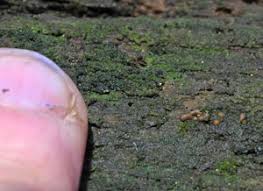 Attēlu rezultāti vaicājumam “Enteridium variabile”