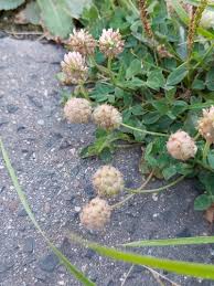 Attēlu rezultāti vaicājumam “Trifolium fragiferum fruit”