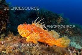 Image result for Scorpaena scrofa