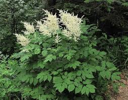 Image result for Aruncus dioicus