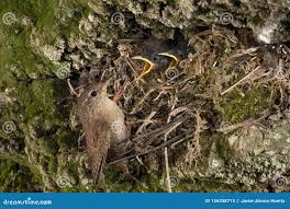 Attēlu rezultāti vaicājumam “Troglodytes troglodytes nest”