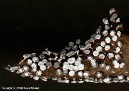 Attēlu rezultāti vaicājumam “Diderma hemisphaericum plasmodium”