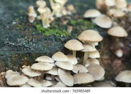 Attēlu rezultāti vaicājumam “Psathyrella pygmaea”