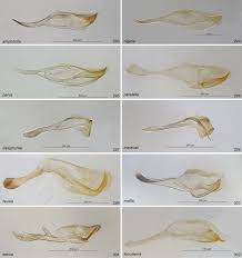 Attēlu rezultāti vaicājumam “Pristiphora maesta larva”