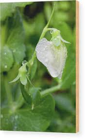 Attēlu rezultāti vaicājumam “Pisum sativum flower”