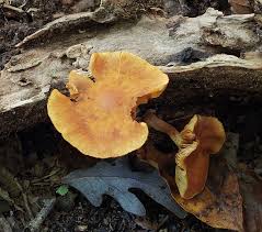 Attēlu rezultāti vaicājumam “Gymnopilus sapineus”
