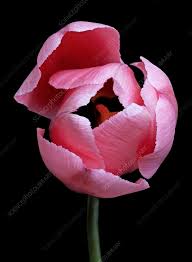 Attēlu rezultāti vaicājumam “Tulipa gesneriana”