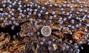 Attēlu rezultāti vaicājumam “Didymium proximum”