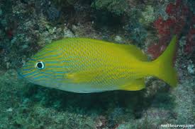 Image result for Haemulon plumierii