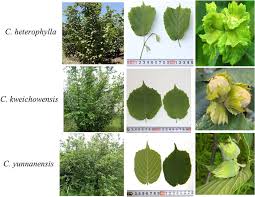 Attēlu rezultāti vaicājumam “Corylus avellana leaf”