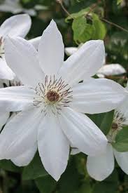 Attēlu rezultāti vaicājumam “Clematis”