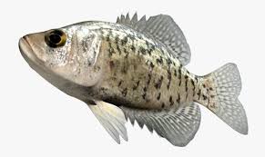 Image result for Pomoxis nigromaculatus