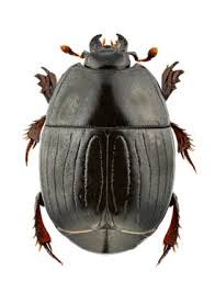 Attēlu rezultāti vaicājumam “Histeridae”