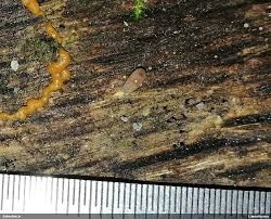 Attēlu rezultāti vaicājumam “Phronia sp.”