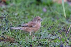 Attēlu rezultāti vaicājumam “Carduelis cannabina”
