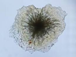 Attēlu rezultāti vaicājumam “Craterium aureum”