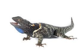 Attēlu rezultāti vaicājumam “Prociphilus xylostei”