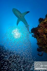 Image result for Carcharhinus perezii