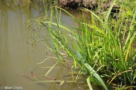 Attēlu rezultāti vaicājumam “Scirpus sylvaticus”