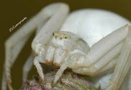 Attēlu rezultāti vaicājumam “Misumena vatia”