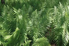 Attēlu rezultāti vaicājumam “Dryopteris filix-mas”