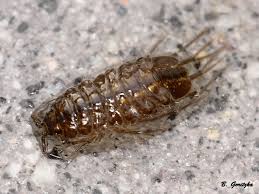 Attēlu rezultāti vaicājumam “Asellus aquaticus”