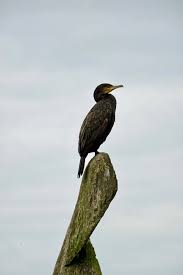 Image result for geeuw