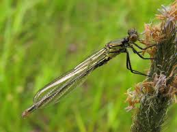 Attēlu rezultāti vaicājumam “Erythromma najas”