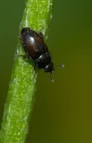 Attēlu rezultāti vaicājumam “Nitidulidae”