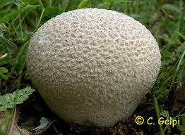 Attēlu rezultāti vaicājumam “Calvatia utriformis”