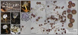 Attēlu rezultāti vaicājumam “Didymium megalosporum spores”