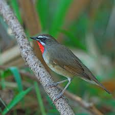 Image result for Luscinia sibilans