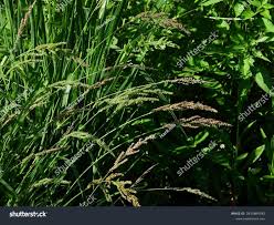 Attēlu rezultāti vaicājumam “Echinochloa crus-galli fruit”