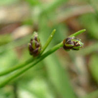 Attēlu rezultāti vaicājumam “Schoenus ferrugineus flower”
