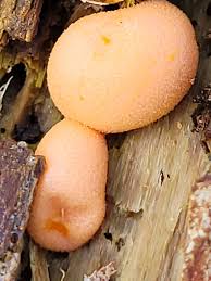 Attēlu rezultāti vaicājumam “Lycogala exiguum aggr. young”