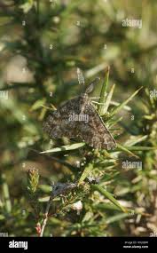 Attēlu rezultāti vaicājumam “Ematurga atomaria male”