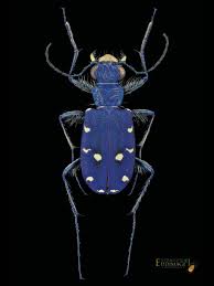 Attēlu rezultāti vaicājumam “Cicindela campestris imago”