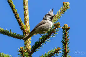 Attēlu rezultāti vaicājumam “Lophophanes cristatus”