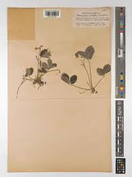 Attēlu rezultāti vaicājumam “Fragaria viridis”