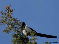 Attēlu rezultāti vaicājumam “Pica pica adult”